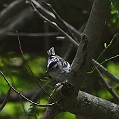 Black-and-white Warbler, South Padre island, Texas